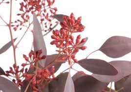 Roter Eukalyptus Mit Kleinen Beeren Der Sorte Populus Eukalyptuszweige Machen Sich Hervoragend Zusammen Mit Andere Roter Eukalyptus Eukalyptus Schnittblumen