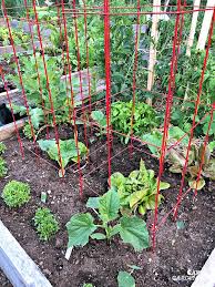 Crop care & support your cucumber plants will need a framework to grow up otherwise they will trail along the ground. Cucumber Trellis Ideas Tips Inspiration For Vegetable Gardens