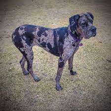 42 Dannif Puppies Ideas Puppies Puppy Eyes Great Dane