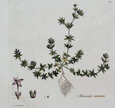 Image result for Sherardia arvensis
