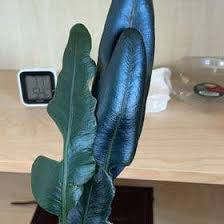 Image result for Elaphoglossum tanganjicense