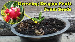 Check spelling or type a new query. Growing Dragon Fruit Pitaya From Seeds By Grafting Examples Youtube