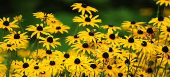 Fret not, it could still survive in shaded areas but the blooms will not be as prolific. Black Eyed Susans 101 New Guide For 2021 Bird Watching Hq