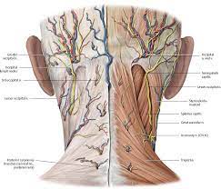 From the sides and the back of the neck, the splenius capitis inserts onto the head region, and the splenius. Neck Atlas Of Anatomy