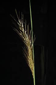 Image result for Sorghastrum incompletum