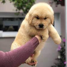 Ragom primarily rescues golden retrievers and through foster care provides a home until adoption. Golden Retriever Puppies For Free Adoption Posts Facebook