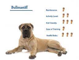 Bullmastiff… Your Guide To Best Care.