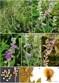 Image result for Tinnea rhodesiana