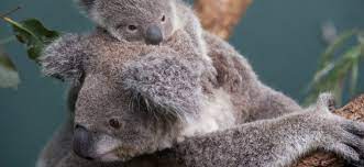 Todos Los Nombres De Animales Que Empiezan Por La Letra K