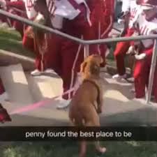 The Best Seat In The House Video Funny Dogs Cute Animals Sweet Dogs