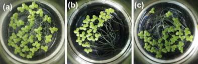 Image result for Lemna minor