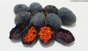 Image result for Passiflora morifolia