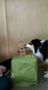 emy nerissa on twitter this dog plays jenga 面白いペット かわいいペット 面白い動物