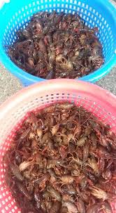 For lighter eaters—or if you are throwing in a lot of other filling features like potato, sausage, shrimp. Billy S Seafood Live Louisiana Crawfish 30 35 Lb Sacks Facebook