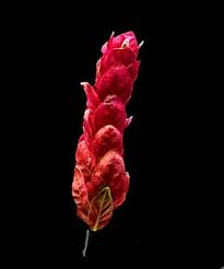 Image result for Justicia petiolaris