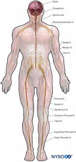 The brain is the most complex organ in the human body; Histology Of The Peripheral Nerves And Light Microscopy Nysora