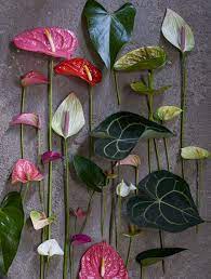 L Anthurium Anthurium Plant Anthurium Plant Aesthetic