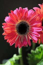 White Freckles Art Print By Tammy Pool Gerbera Flower Gerbera Daisy Amazing Flowers