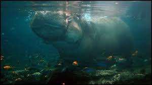 Great northern hippopotamus or nile hippopotamus h. Hippo Holding Breath Under Water Hippopotamus Amphibius Youtube