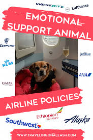 Enchanting Dog Stuff For Outside Dogfood Dogtraininghumor In 2020 Emotional Support Dog Emotional Support Animal Emotional Support