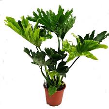Aktuelle preise für produkte vergleichen! Philodendron Hope Selloum House Plants Indoor Plants Plants Delivered Uk Houseplant Co Uk