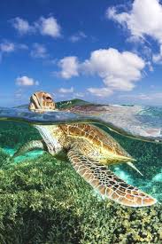 Biotic Factors Found In The Ocean Pin By Dorothea Wie On Animals Sea Turtles Photography Sea Turtle Pictures Save The Sea Turtles