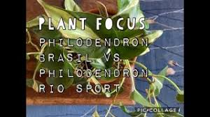 Which online payment processor is the better fit for you? Plant Focus Philodendron Brasil Vs Philodendron Rio Sport Youtube