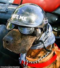 Man Takes His Dog On A Ten Year Trip After Losing His Mother And Son Biker Dog Funny Animal Pictures Funny Animals