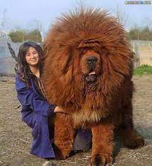 est ce gros ou pas le beau chien 1 chiens geants grands chiens animaux