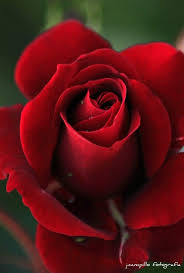 Rosas Color Rojo Variedades De Rosas Rosas Rosas Rojas