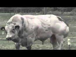 Straw belgian blue sudah dipasarkan untuk umum, namun bertahap, ada beberapa sarat untuk bisa the farmer had bred belgian blue cattle for a while, but even to him they still looked striking. Belgian Blue Detailed Information Photos Videos