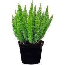 Foxtail Fern Hibiscus Google Shopping Foxtail Fern Asparagus Fern Plants