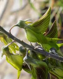 Image result for Crotalaria comosa