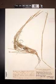 Image result for Sporobolus spicatus