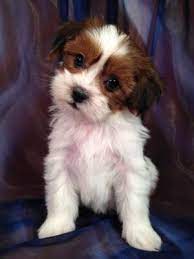 Hypoallergenic teddy bear pups from fantastic breeders. Dark Red And White Teddy Bear Lhasa Bichon Puppy For Sale