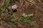 Image result for Trifolium semipilosum