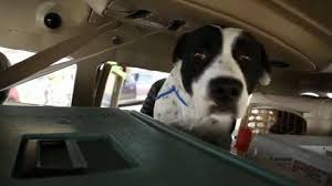 Maybe you would like to learn more about one of these? Puppies On A Plane The Flight To Idaho That Saved 49 Cuddly Squirming Bundles Of Arizona Fur