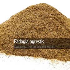 Image result for Fadogia tomentosa