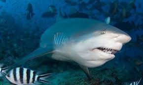 The bull shark, carcharhinus leucas, also known as zambezi shark or unofficially known as zambi in africa and nicaragua shark in nicaragua, is a shark common worldwide in warm, shallow waters along coasts and in rivers. France Offers To Pay Fisherman To Fix Its Bull Shark Problem After Another Surfer Is Killed Daily Mail Online