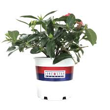 Image result for Ixora nana