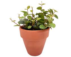 Peperomia (radiator plant) is one of the two large genera of the family piperaceae. Herbie The Beetle Peperomia Gulley Greenhouse