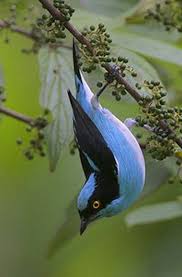 It has a blue crown and golden eyes or iris. Pin On Birds Thraupidae Group 2 Typical Colorful Tanagers