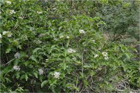 Image result for Pavetta sp. E