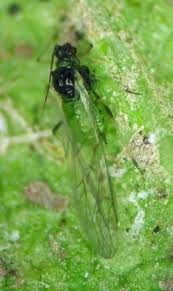 Image result for Gossypioides