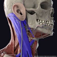 Contains glands ( thyroid , parathyroid, and thymus ), the larynx , pharynx and trachea. The Neck Muscles By Anatomy Next Anatomy Anatomynext 3danatomy Medical Medicine Head Anatomy Anatomy Body Anatomy