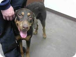 We are a nonprofit focused on placing rescued dobermans in safe, loving homes. Mesa Az Doberman Pinscher Rottweiler Mix Meet A3853881 A Dog For Adoption Http Www Adoptapet Com Pet 17093174 Mesa Doberman Doberman Pinscher Pinscher