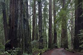 Armstrong Woods After Dec Rain 4 Napa Valley Trip Places To Visit Scenic