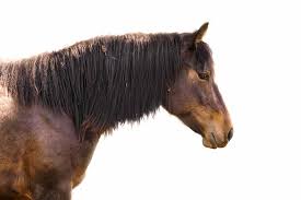 We did not find results for: Friesian Sport Horse Breed Profile