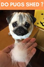 Do Pugs Shed Do Pugs Shed Pugs Dog Allergies