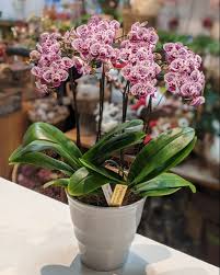 花・フラワーギフト｜Hanahiro（花弘）